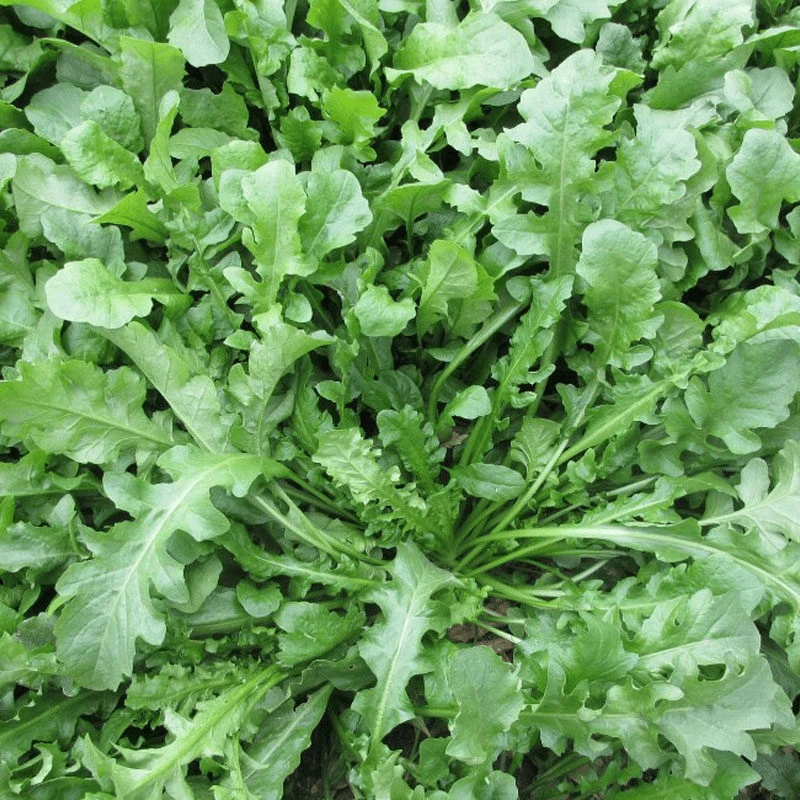 荠菜种子农家四季大叶菜种籽盆栽荠荠菜种籽