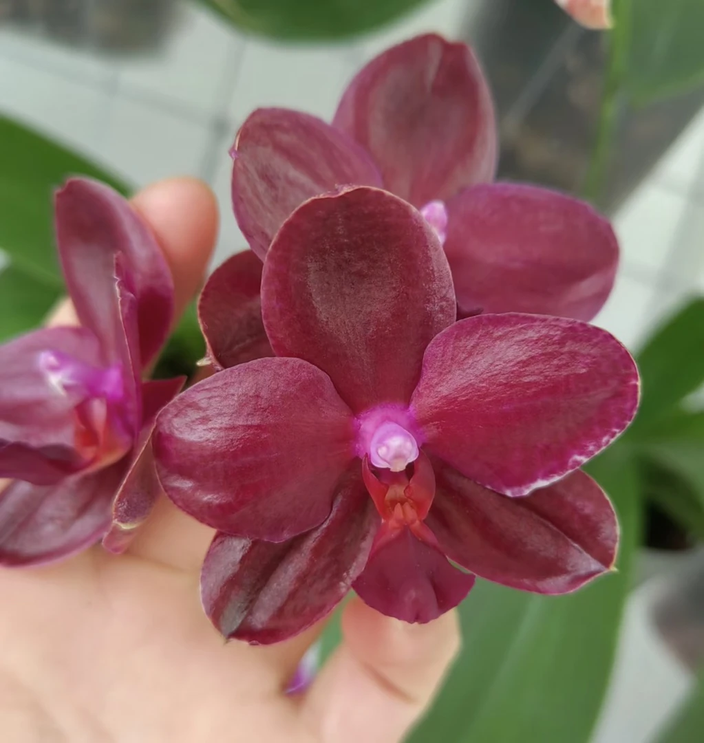 原生花苗【瑞纳丝1661】2.8寸杯不带花剑（根系可以可以挑苗）