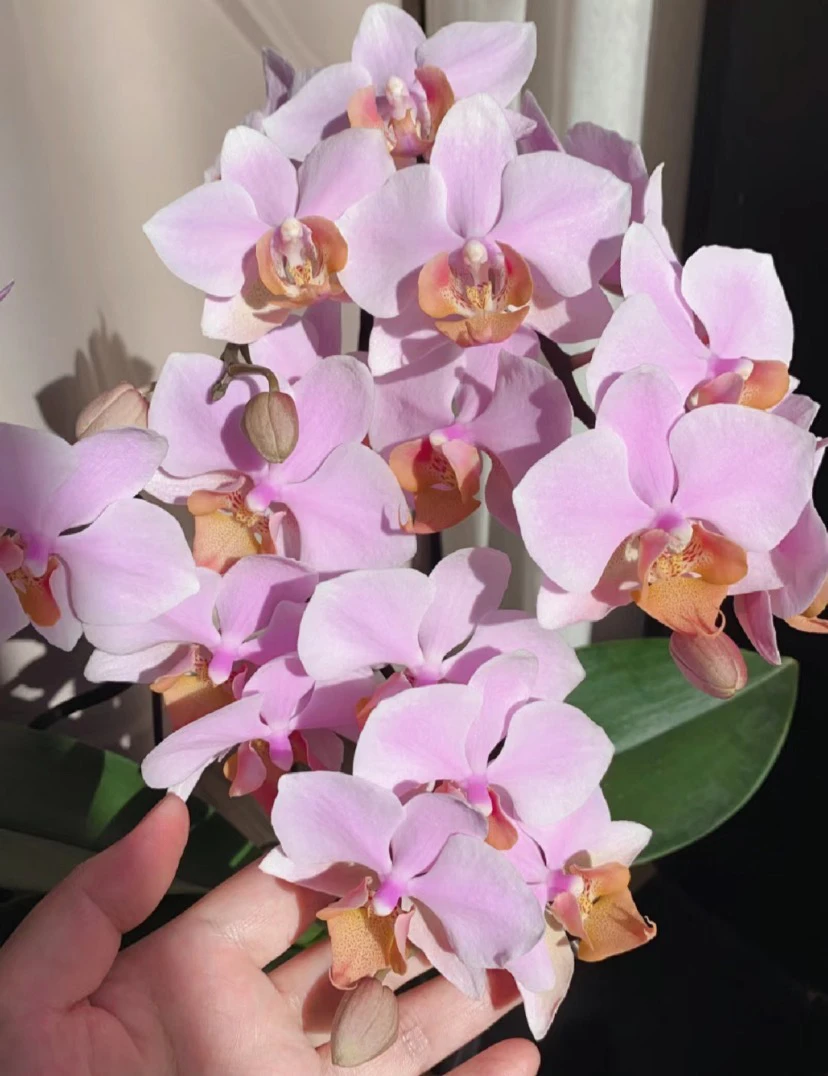 稀缺花苗【图尔坎】2.8寸杯不带花剑（叶容易开裂介意勿拍）