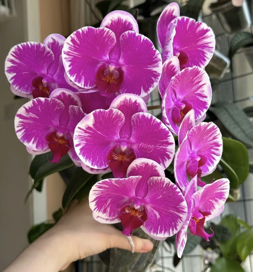 高货宝宝苗【宾友之光】2.8寸杯不带花剑（根少有返祖率介意勿拍）