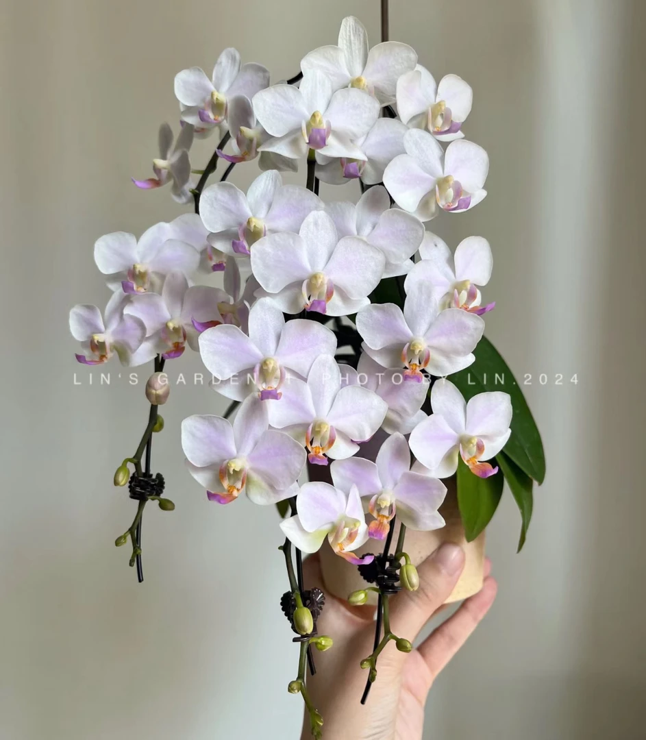 带花剑花苗【残雪】3.0寸杯带花剑（根系可以叶片微瑕可挑苗）