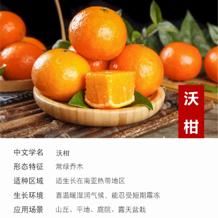 沃柑 南北方种植阳台盆栽庭院花园植物四季常青柑橘苗果树苗