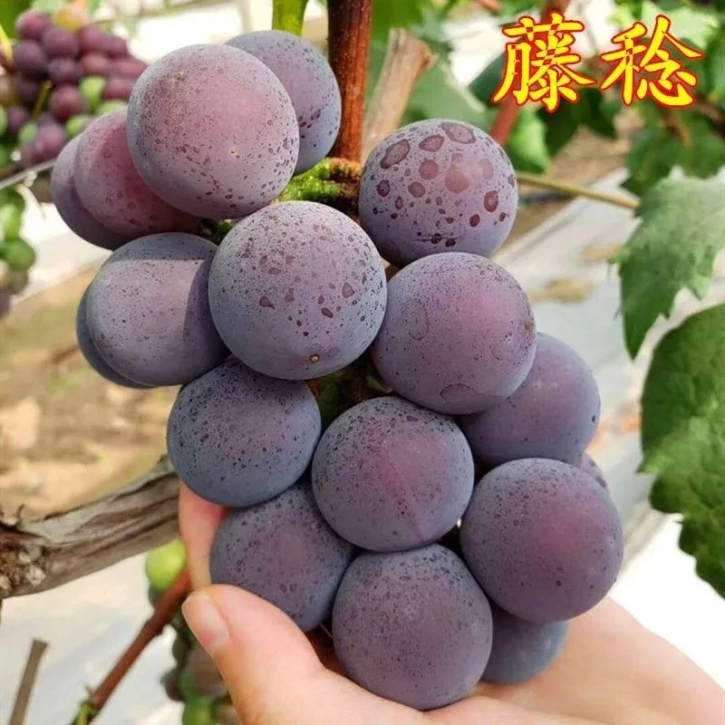 雅点乒乓球藤稔大粒葡萄南北方种植盆栽地栽爬藤植物耐寒花园植物