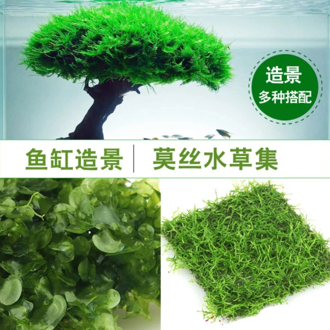 鱼缸造景水草莫斯片大三角火焰莫斯前景真水草造景懒人水草装饰