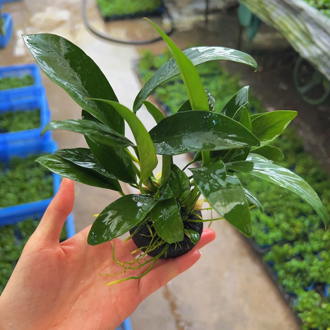 尖叶榕坨草水榕水草好养阴性水草懒人新手水草造景