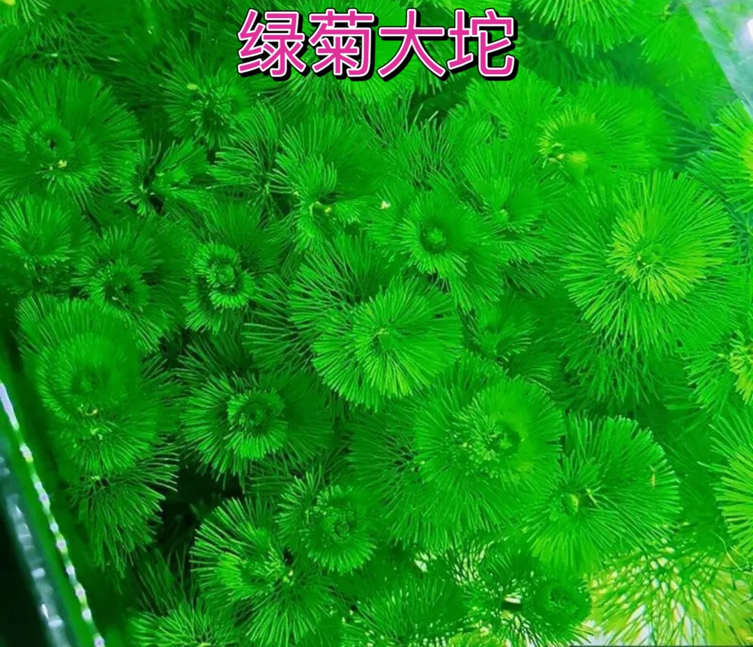 绿菊坨草水草好养活体真草造景阴性水草懒人新手小白鱼缸水草造景