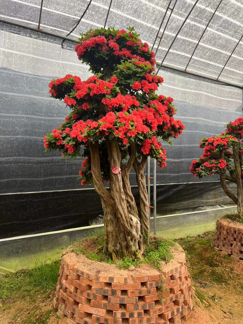 紫花杜鹃老桩（一物一拍）3