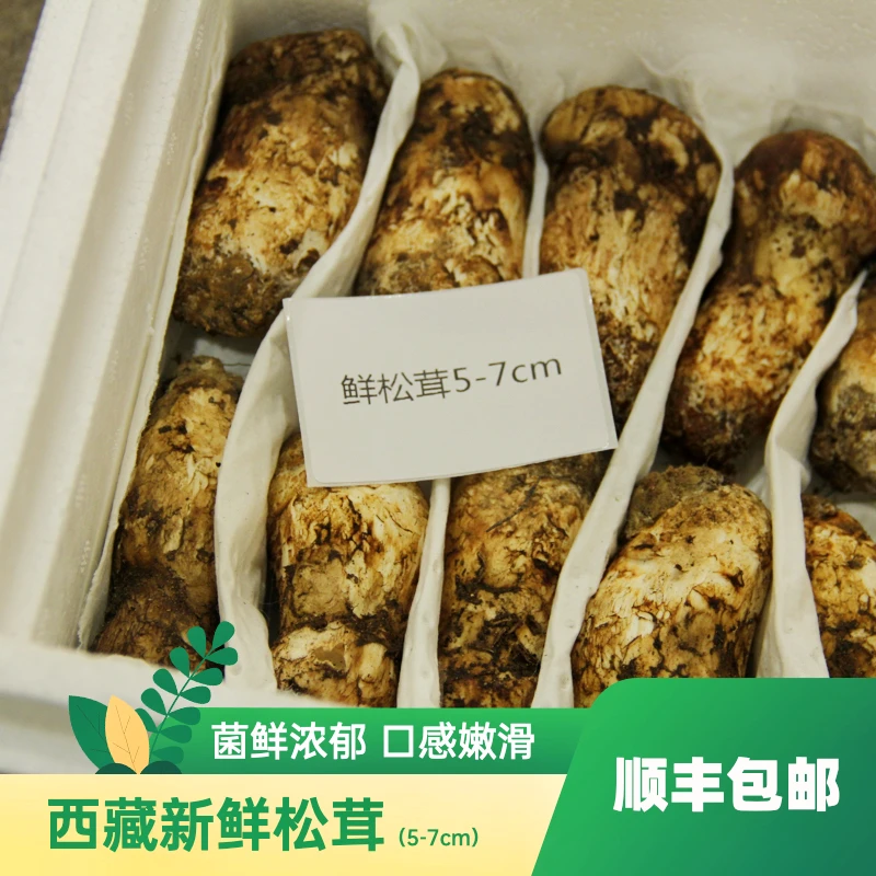 臻森鲜5-7高山采摘新鲜松茸菌营养美味500g/1000g顺丰空运