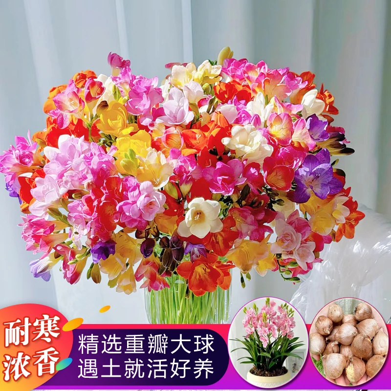 香雪兰种球小苍兰大球耐寒浓香盆栽室内花卉四季易种开花植物种子