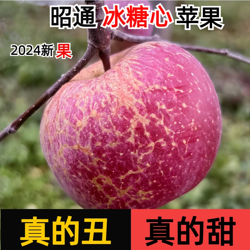 正宗老树高原种植云南昭通丑苹果冰糖心脆甜多汁新鲜水果现摘现发