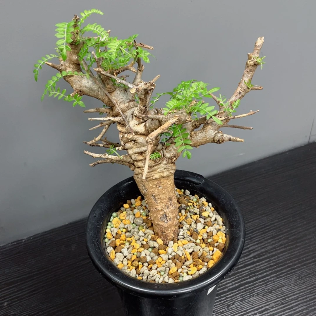 熟桩养定带盆发货