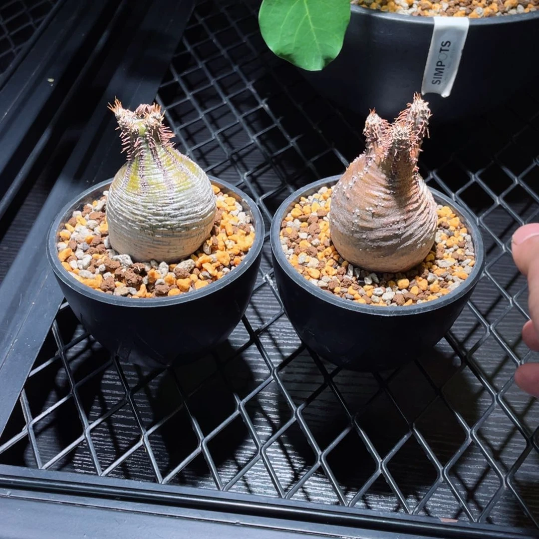 两颗拇指象牙宫带盆