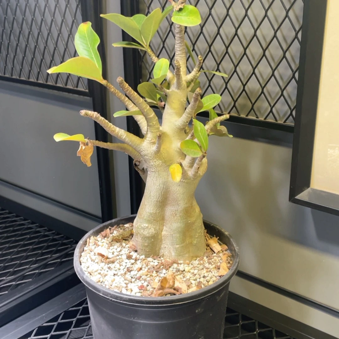 【闪购商品】哈哈哈