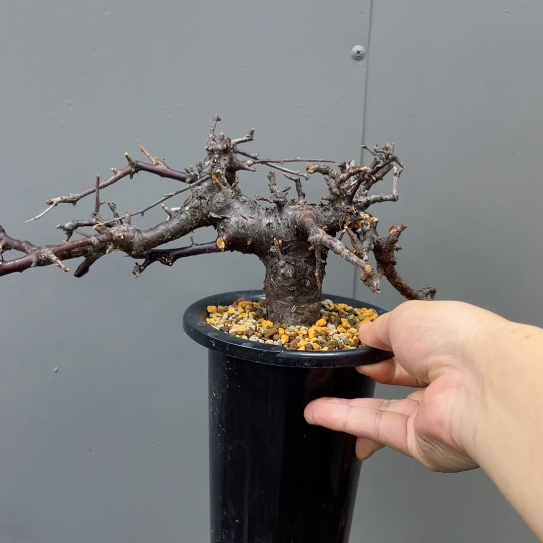 柏然恩斯熟桩包活带盆