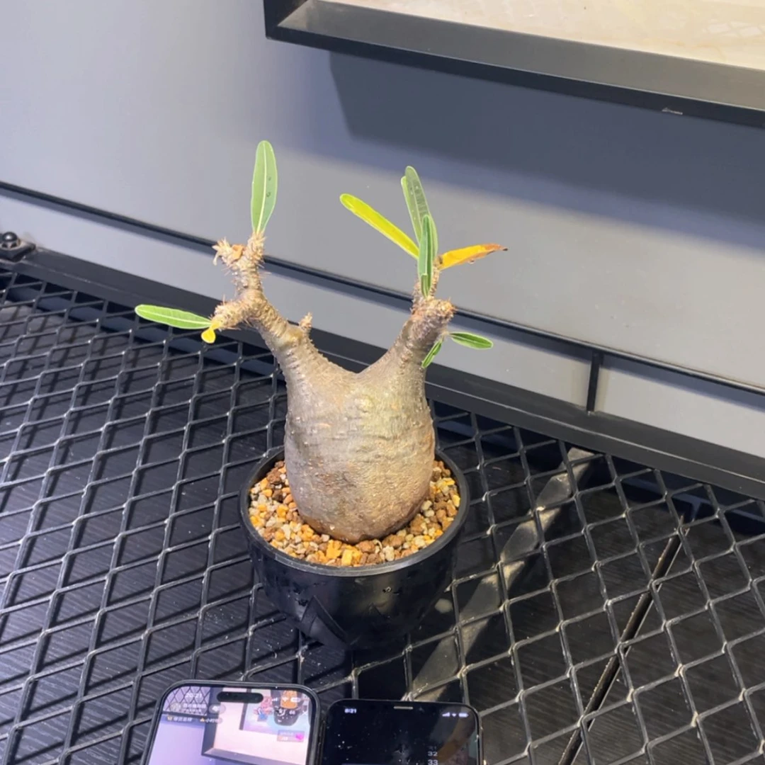【闪购商品】哈哈哈