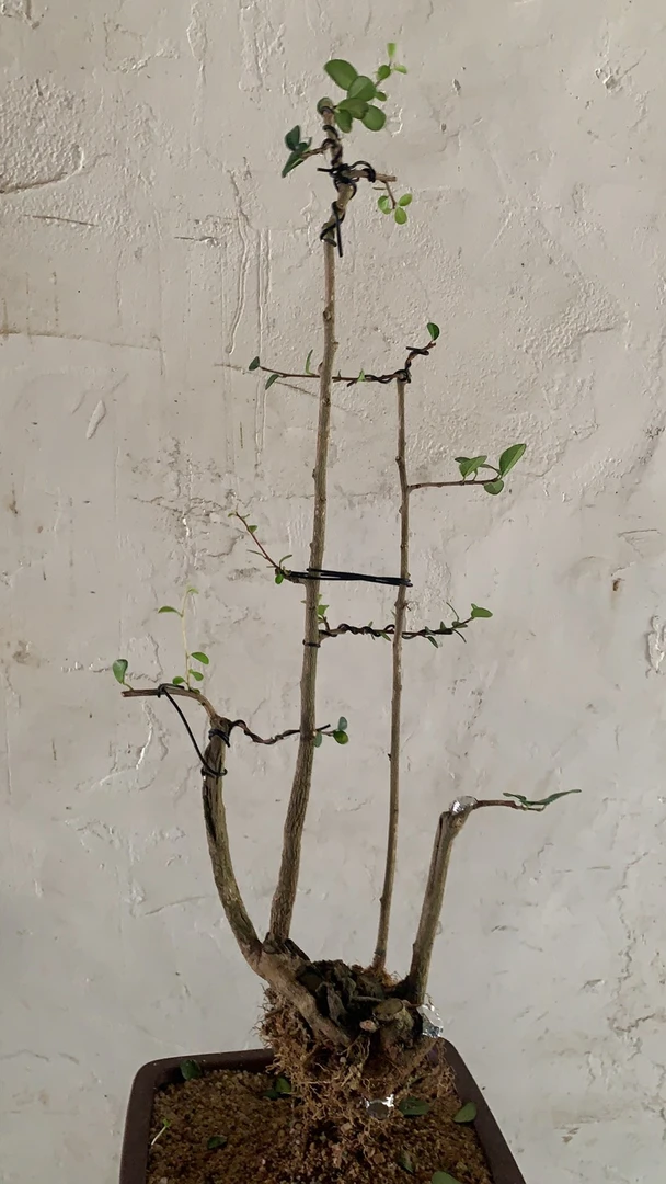 博兰小老桩盆景素材