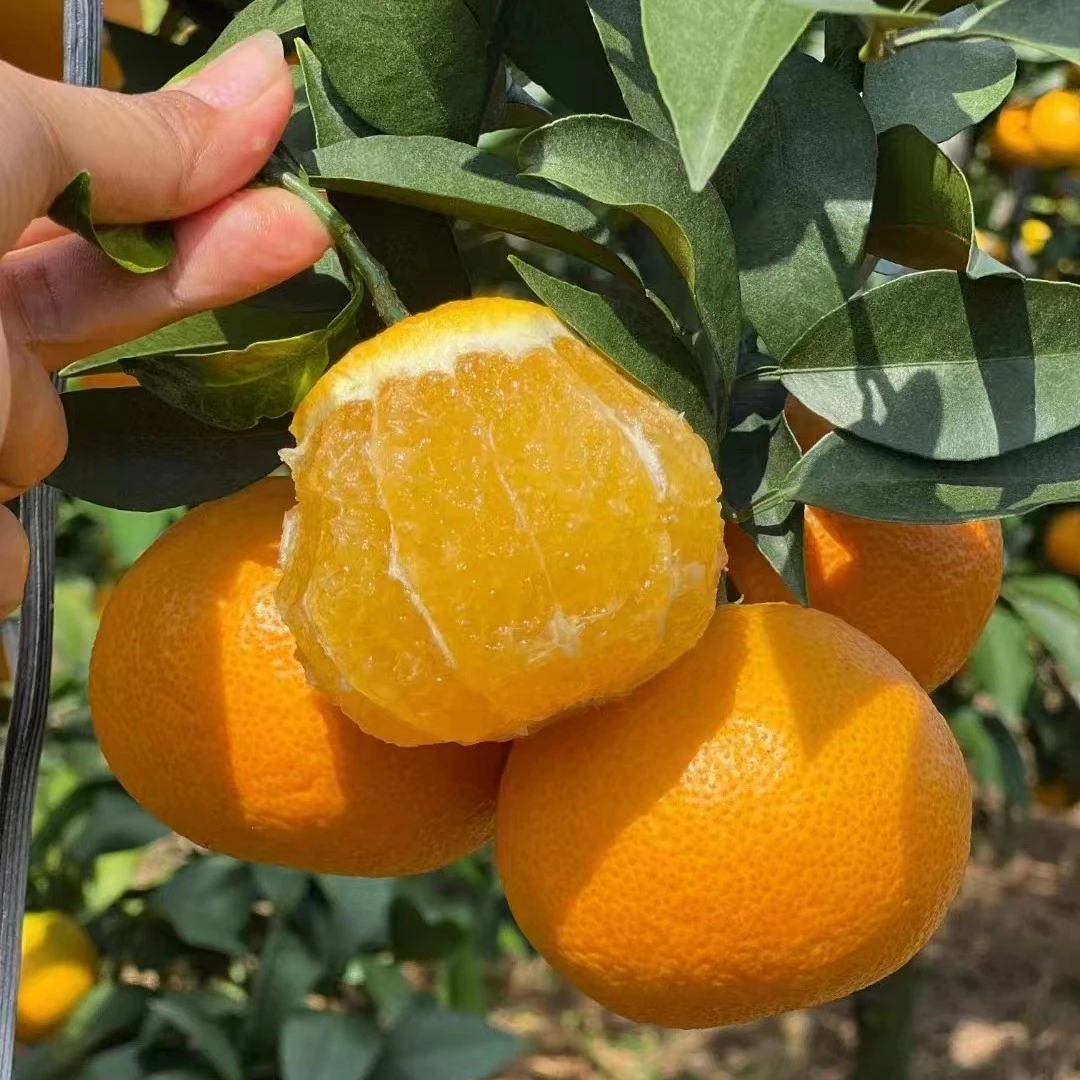 【4斤装】爱媛果冻橙 皮薄 汁水足 2024头茬果 保证好吃