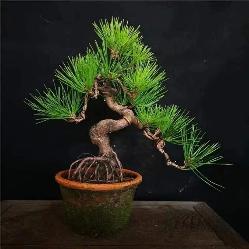 （1）室内盆栽办公室罗汉松盆景一物一拍