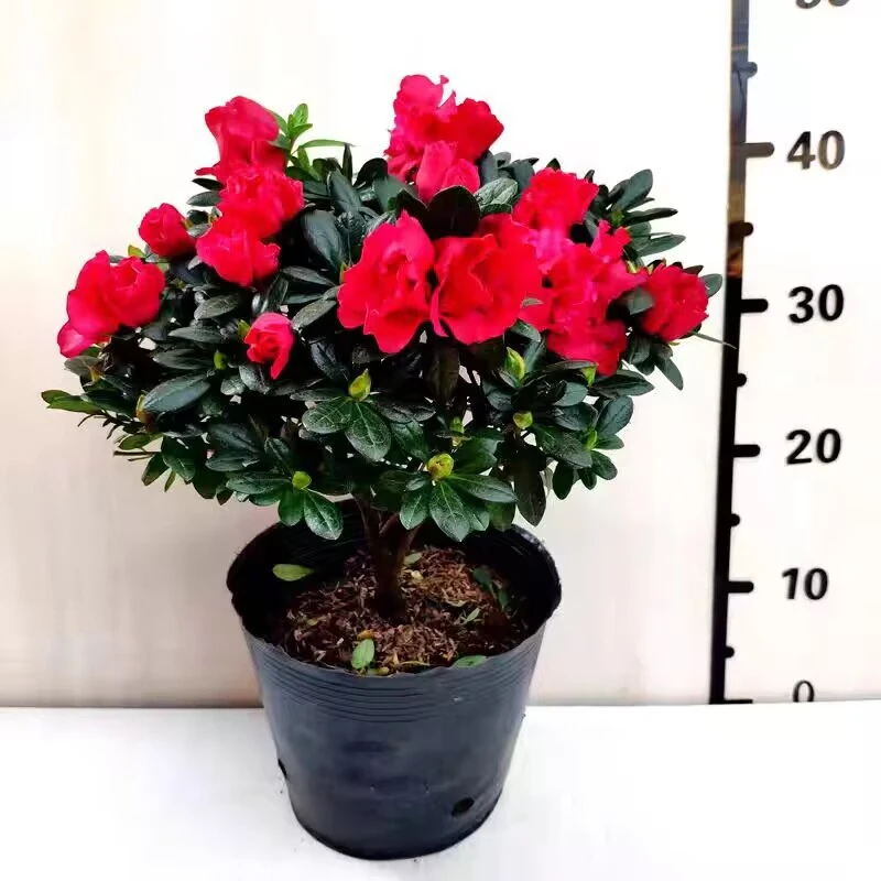 【带花苞】精选红杜鹃花盆栽独杆老桩 四季开花庭院阳台好养花卉
