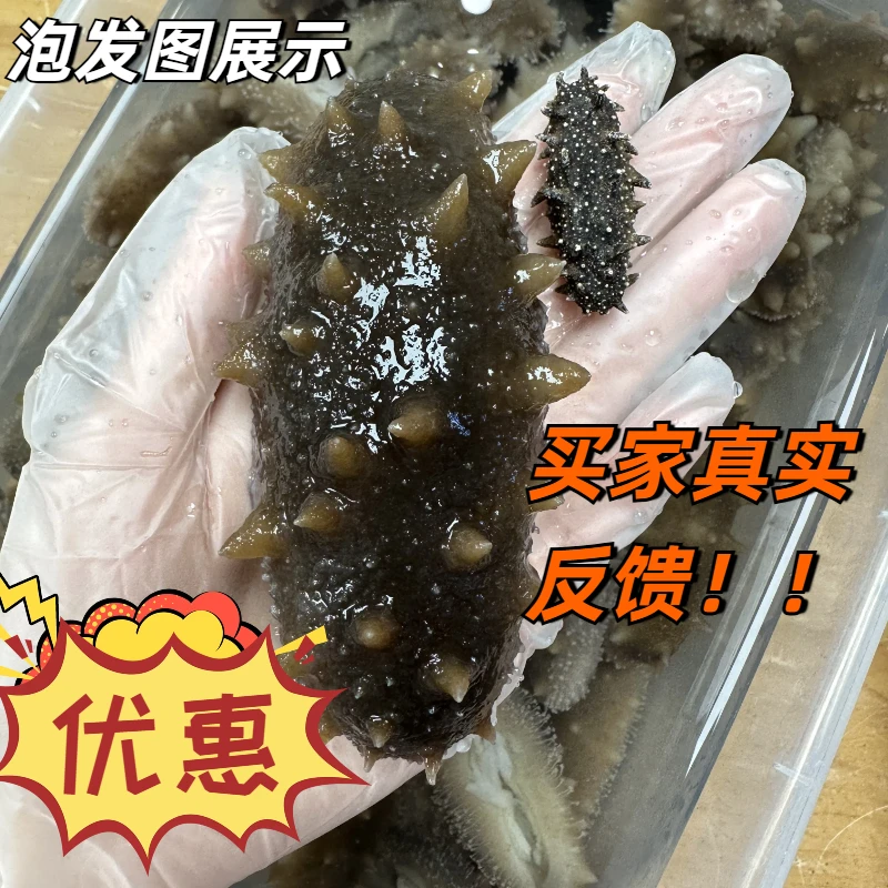 大连海区底国标纯淡干  干海参