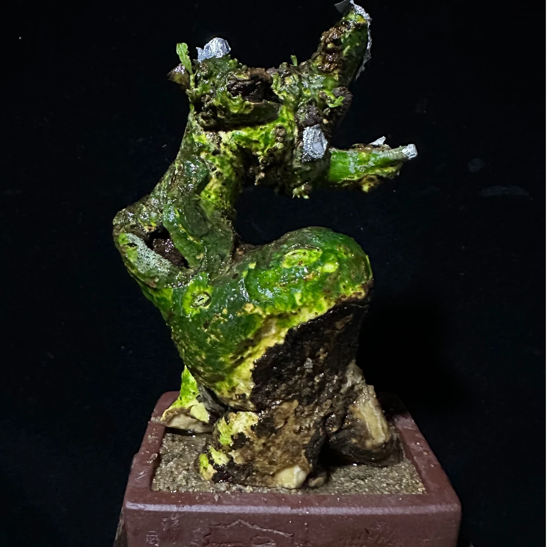 海岛栀子花盆景绿植坨坨
