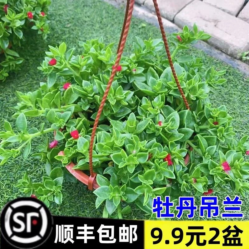 牡丹吊兰带花苞盆栽垂吊植物室内阳台净化空气吸甲醛绿植四季好养