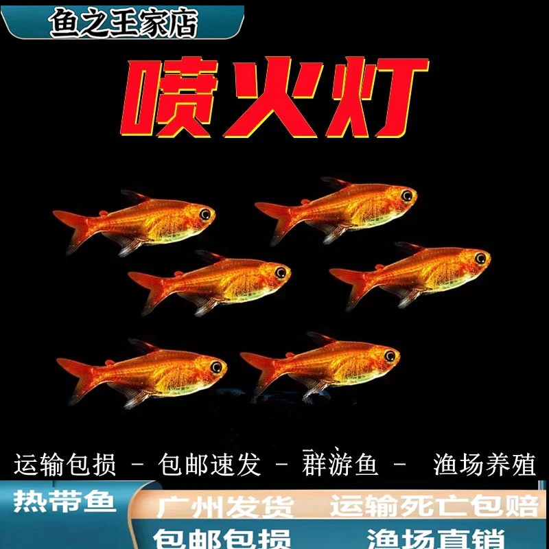 0【热带鱼】喷火灯鱼草缸群游鱼热带鱼观赏鱼活体淡水小型灯鱼好养