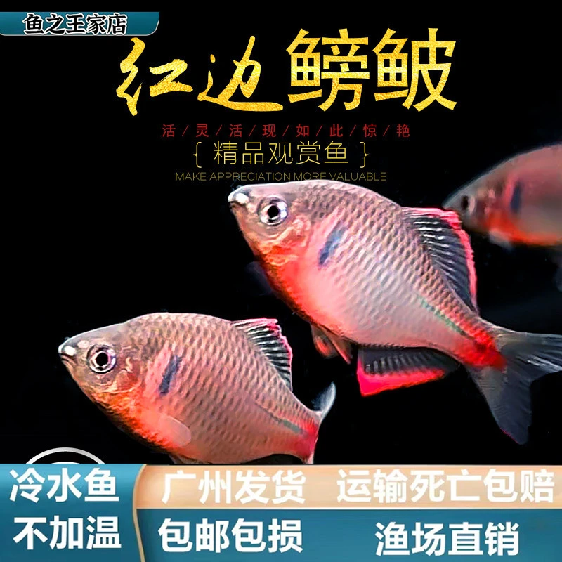 【冷水鱼】红边鳑鲏 鱼原生鱼冷水鱼淡水观赏鱼小型旁皮鱼溪流鱼