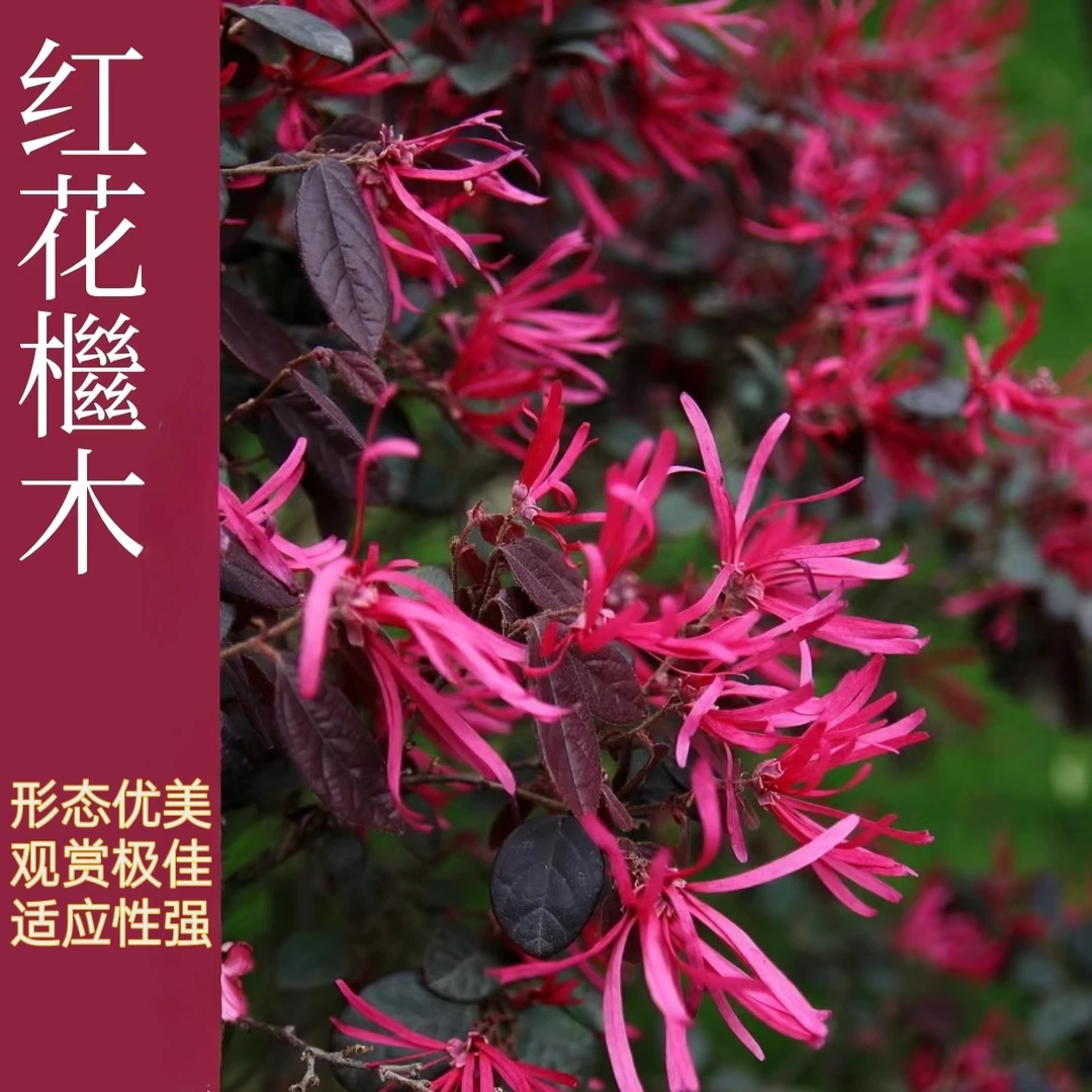 红花红继木苗盆景绿化绿植耐寒树苗花卉四季开花造景常青室内树苗