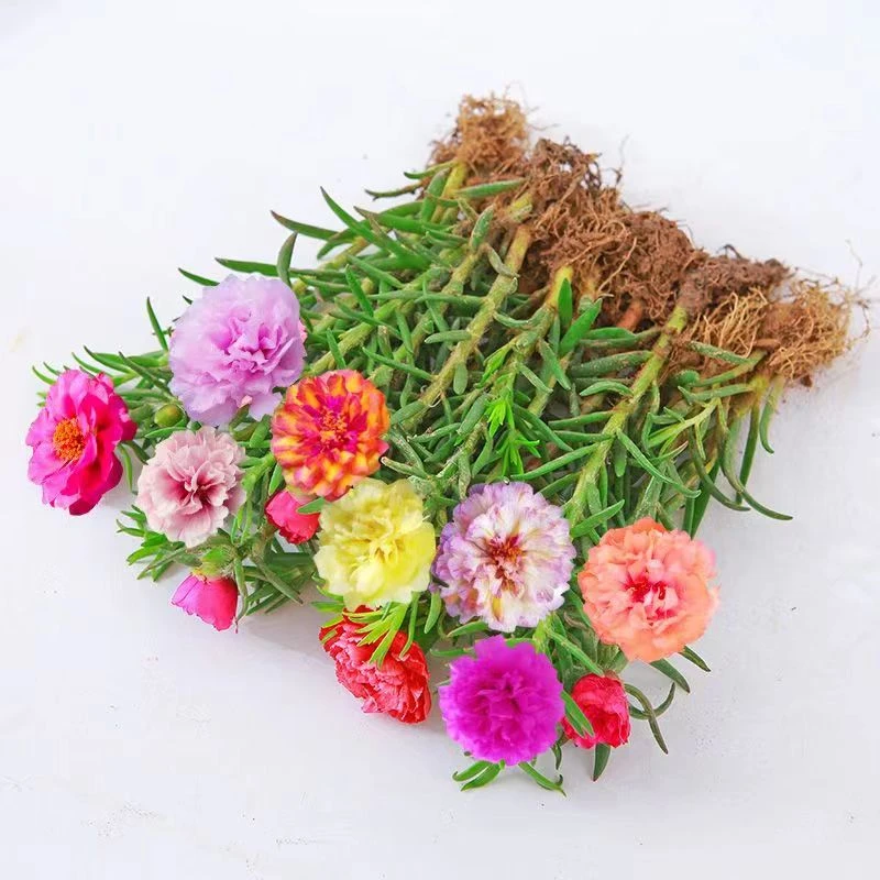 重瓣太阳花四季绿植花卉苗盆栽开花颜色种植根苗小苗大小适合枝条