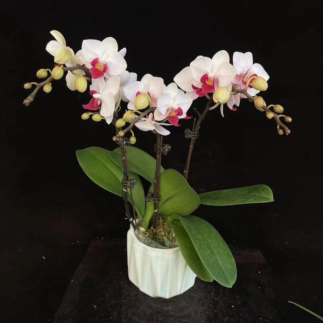 喜兰【貂蝉】第一名经典款蝴蝶兰 白里透红入门级别好看好养懒人花