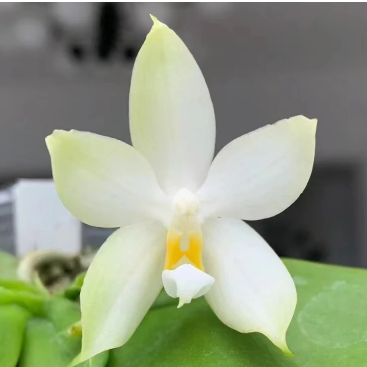 【喜兰优选】2.8寸 碳棉 贝利娜白变种实生-苗 原生蝴蝶兰
