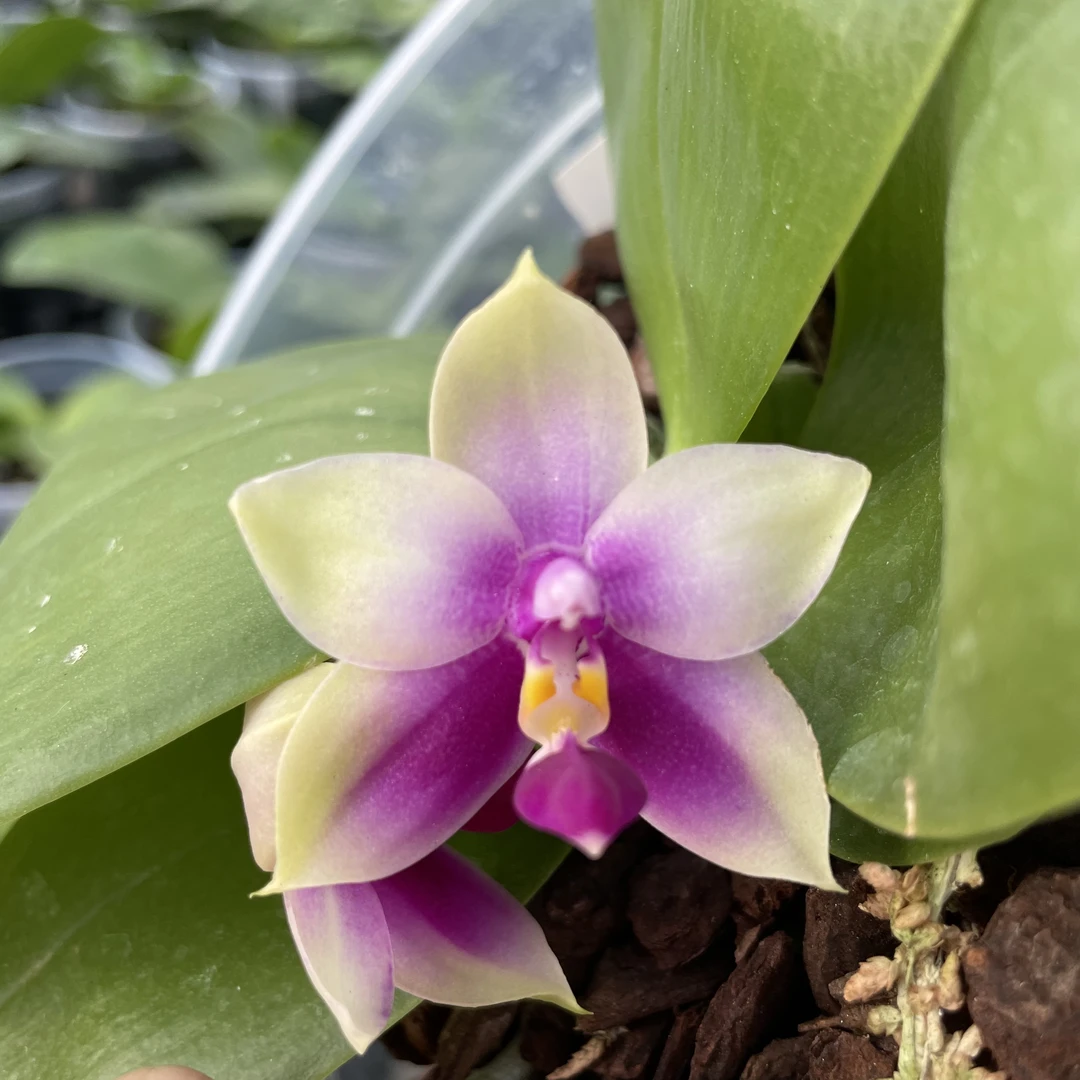 【喜兰优选】2.5寸 苹果贝-苗 原生蝴蝶兰 续花型花花