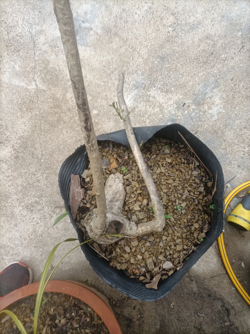 山木香映山红开红包花爬藤植物