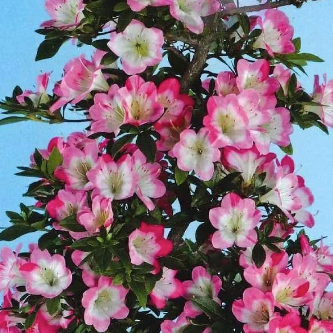 皋月杜鹃丽子小苗原盆原土发货