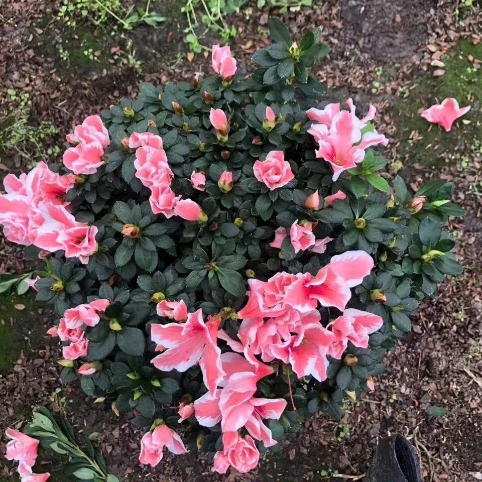百合杜鹃花  四季开花  原盆原土发货