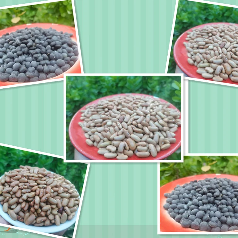 乡村 代卖 农家杂粮 农家自产 老品种杂粮 秦岭 山货 土货