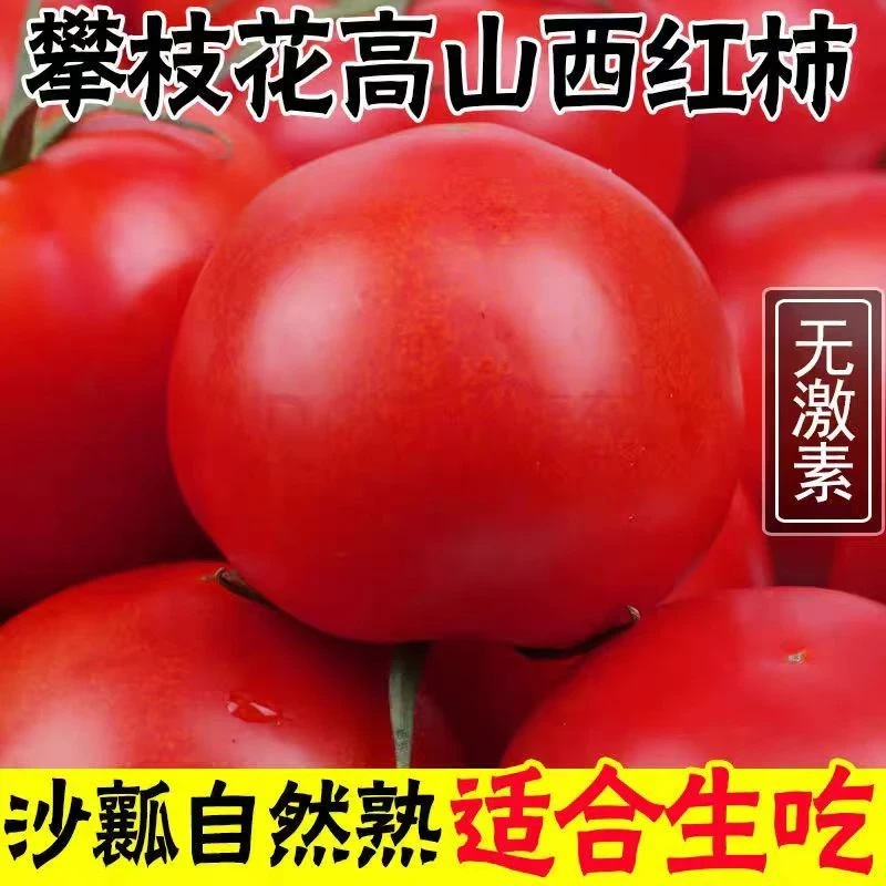 农家老品种西红柿带箱3斤自然熟果实露天种植小番茄新鲜水果生吃