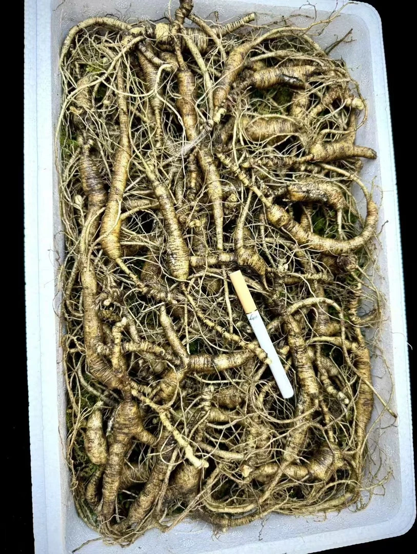 东北长白山人参林下参直播改价链接截图为准