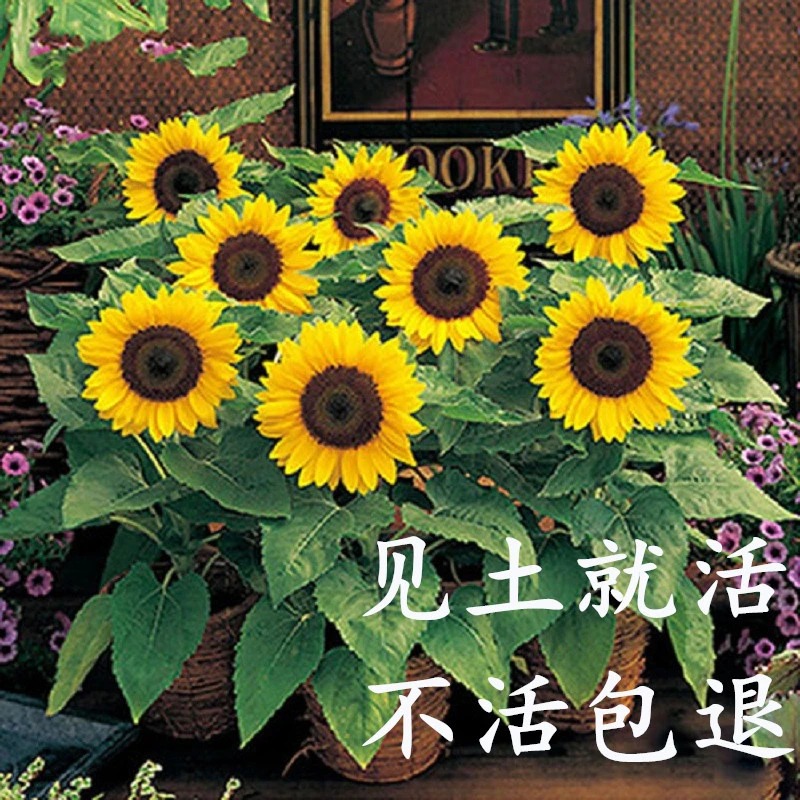 向日葵种子观赏食用葵油葵种籽矮盆栽花籽四季开花庭院室外花种孑