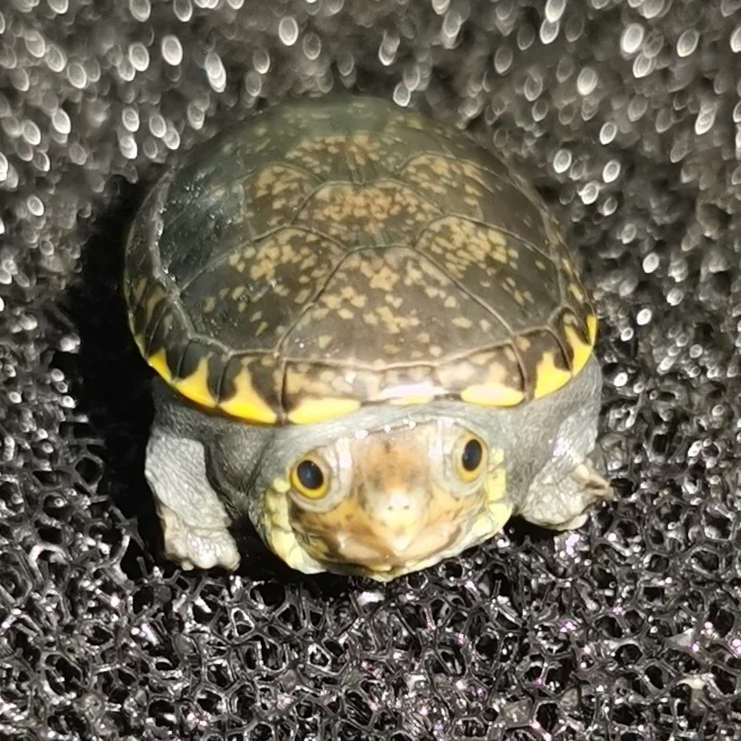 窄桥蛋龟 深水龟 宠物龟