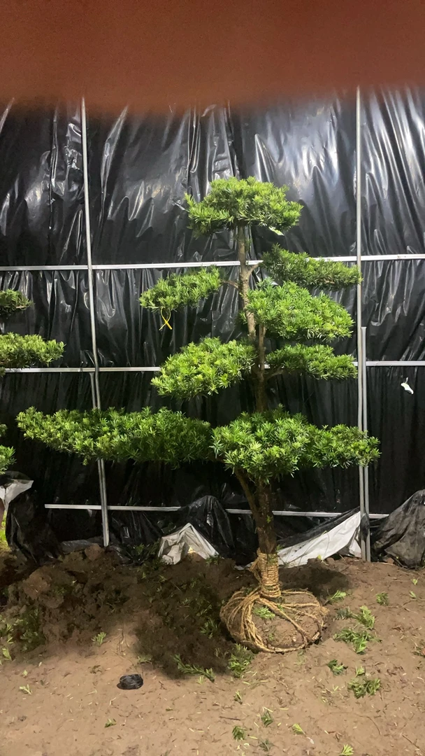 精品的小叶雀舌罗汉松直播间一物一拍