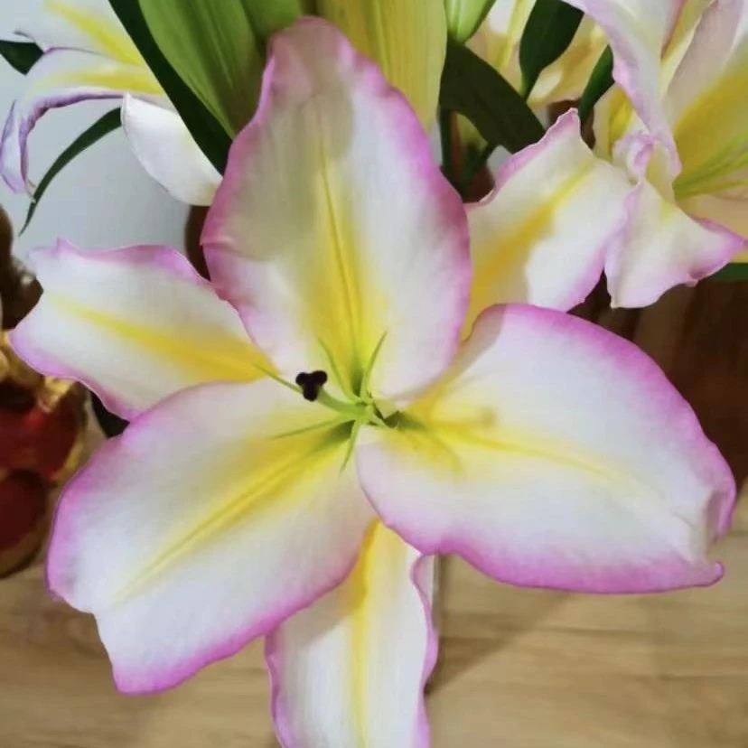 现货进口重瓣百合种球室内阳台香水百合花盆栽花苗花卉绿植
