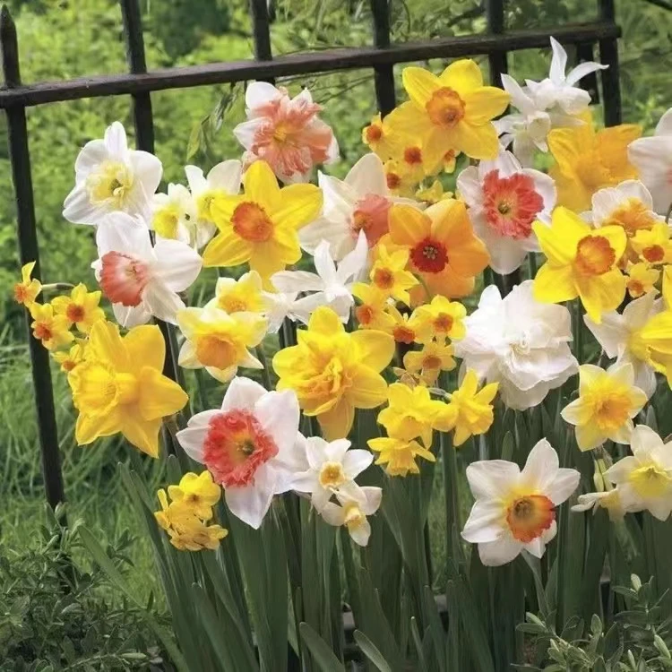 【特价】水仙花种球盆栽水养植物室内水培四季开花洋水仙花种子