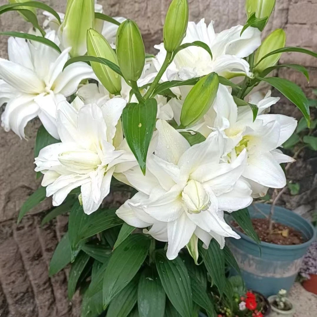 香水百合种球重瓣百合花盆栽浓香型四季阳台花卉绿植进口百合种子