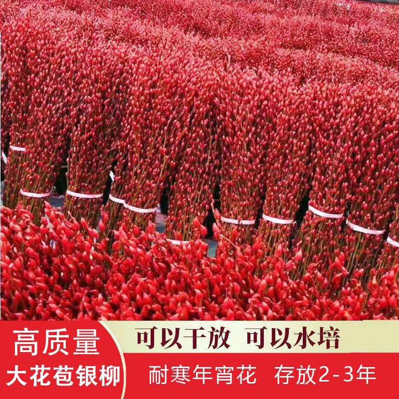 红色银柳干花真花年宵花室内客厅摆放装饰花染色新鲜diy生日干燥