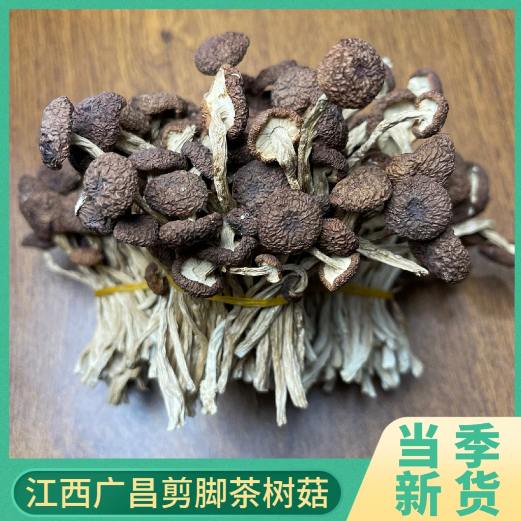 江西广昌当季剪脚新货茶树菇不开伞干茶树菇农家茶树菇250g