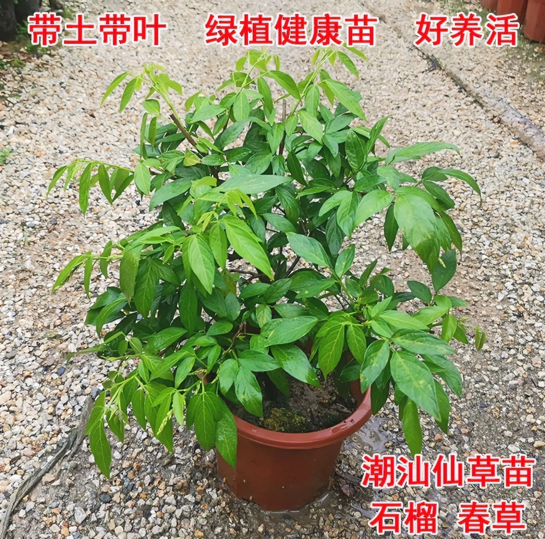潮汕仙草喜事专用红花石榴花抹草春草吉祥草阳台盆栽喜庆吉祥植物