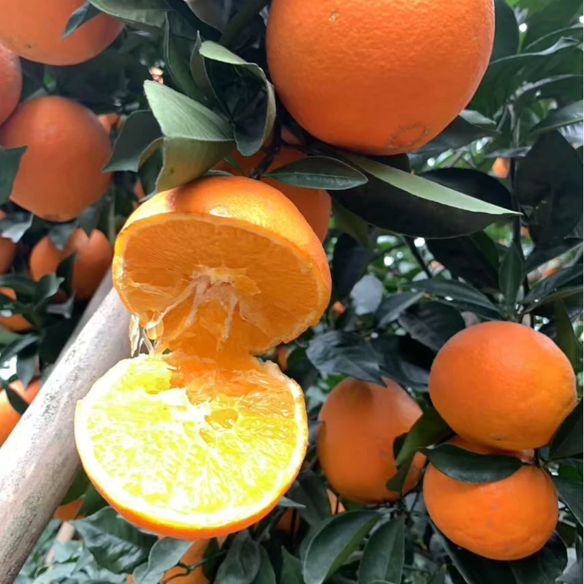 2024正宗雷波橙子脐橙新鲜现摘现发当季水果手剥榨汁爆甜果园直发