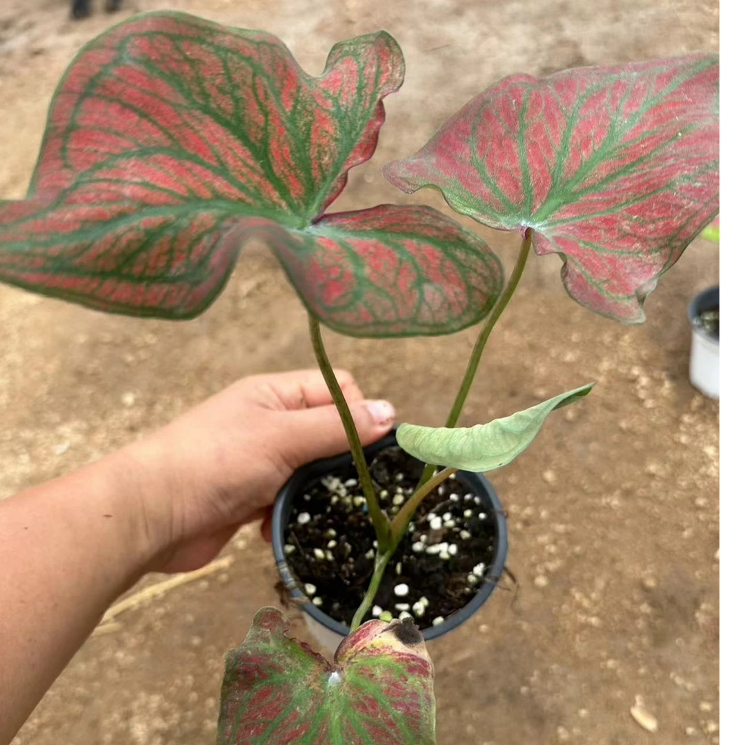 【晚霞 保两个叶片】彩叶芋 网红绿植